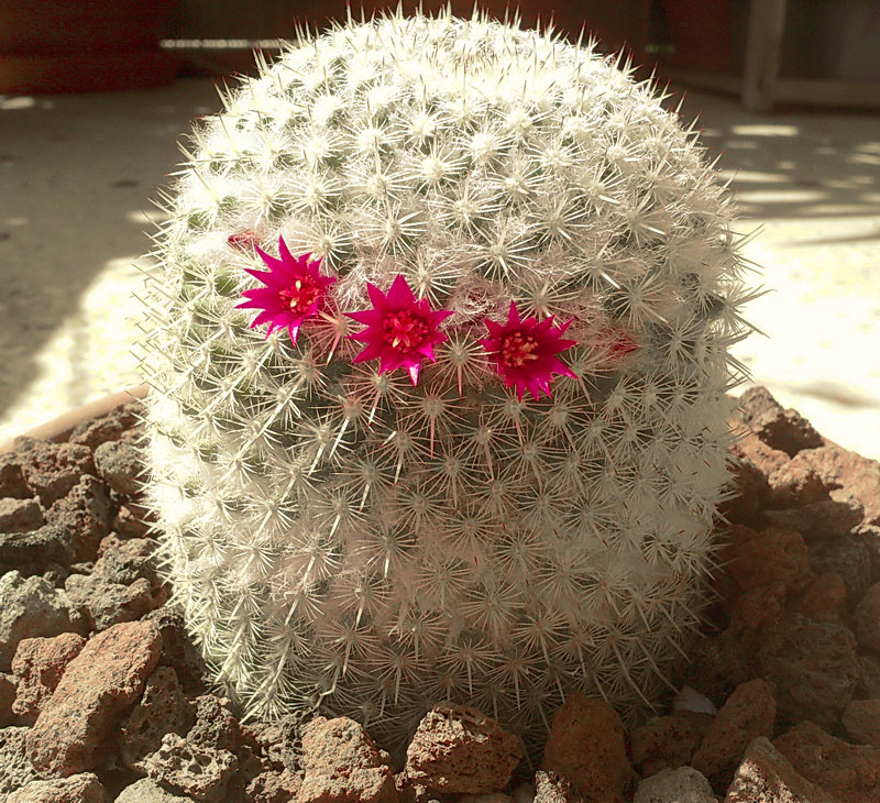 Mammillaria albilanata